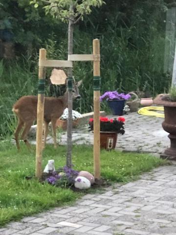 Onder De Pannen Lägenhet Stavoren Exteriör bild
